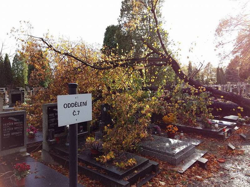 Spadlý strom na hřibtově v Chomutově