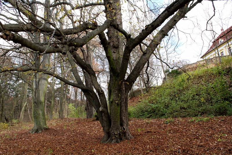 Park u zámku Červený Hrádek.