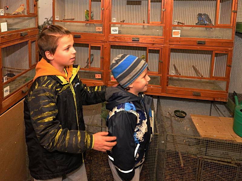 Podkrušnohorská prodejní výstava drobného zvířectva v Údlicích.