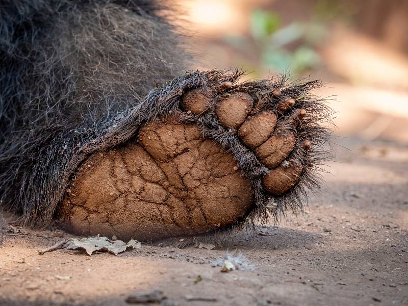 Medvědi v chomutovském zooparku si užívali sníh