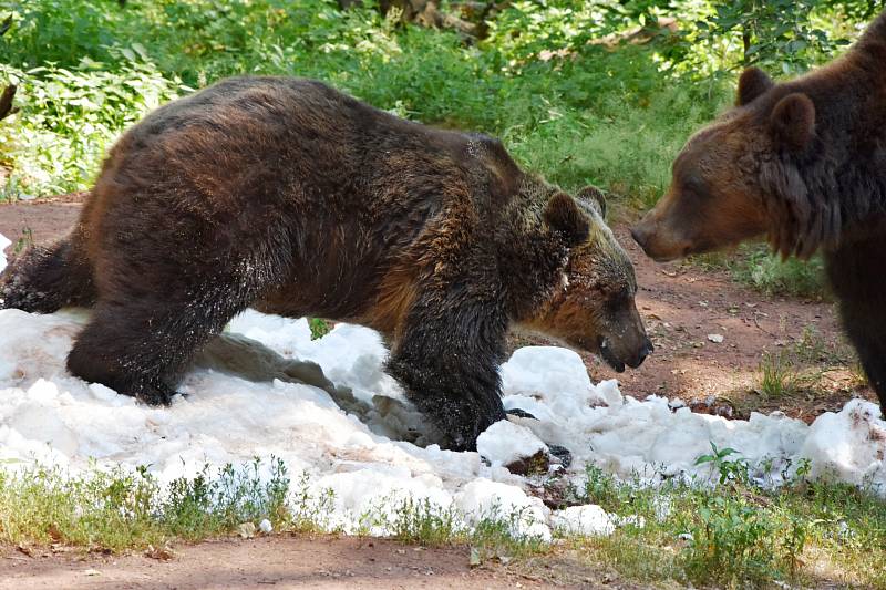 Medvědi v chomutovském zooparku si užívali sněhu a ledu