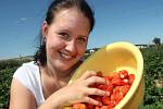 Na plantáži u Droužkovic začala sklizeň jahod. Pokud chcete mít čerstvé, můžete si je přijet koupit, nebo nasbírat sami. Plantáž je otevřena každý den od osmi do sedmnácti hodin. 