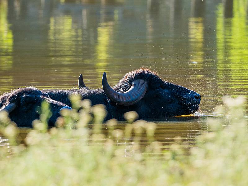 Buvol domácí v chomutovském zooparku