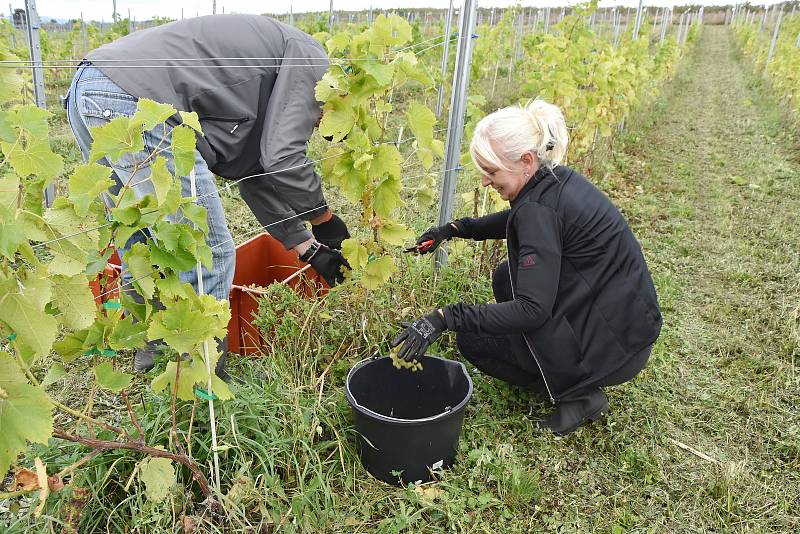 Sklidili hrozny na vinici v Tušimicích.