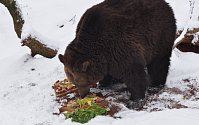 Buzení medvědů v zooparku v Chomutově.