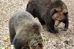 Buzení medvědů v chomutovském zooparku, březen 2016.