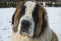 Moskevský strážní pes Argo se ztratil majitelům v Blahuňově. Už týden po něm marně pátrají.