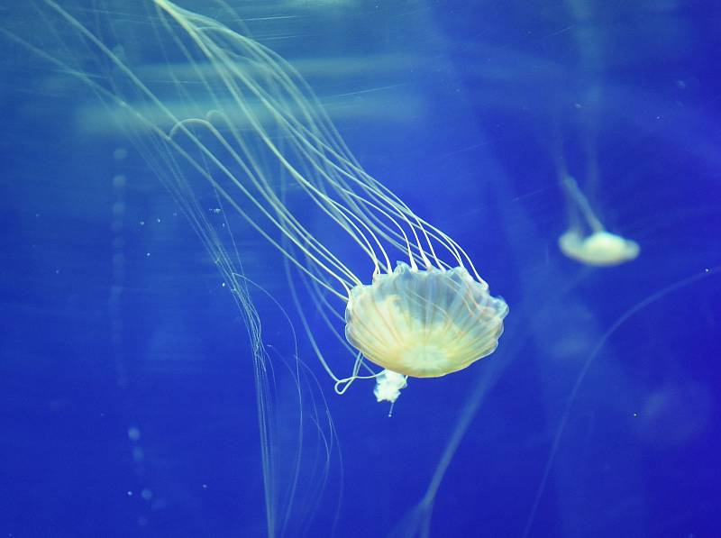 Chomutovský zoopark otevřel nové medúzárium