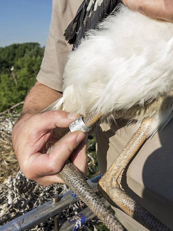 Ornitolog Petr Hora kroužkuje čápata přímo v hnízdě poblíž Kamenného rybníka v zooparku.