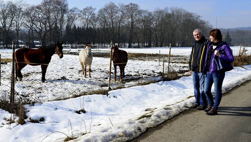 Lidé na procházce obdivovali chov koní mezi Jirkovem a Vysokou Pecí