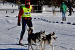 Pravé zimní počasí přilákalo do Lesné v Krušných horách spoustu závodníků a příznivců psích spřežení.