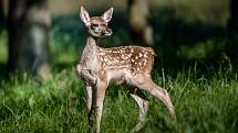 Chomutovský zoopark je jednou z pěti zahrad, kterým se loni podařilo odchovat mláďata silně ohrožených jelenů bucharských.