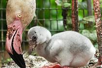 V chomutovském zooparku se narodilo mládě plameňáka růžového. Poprvé v jeho historii.