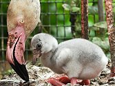 V chomutovském zooparku se narodilo mládě plameňáka růžového. Poprvé v jeho historii.