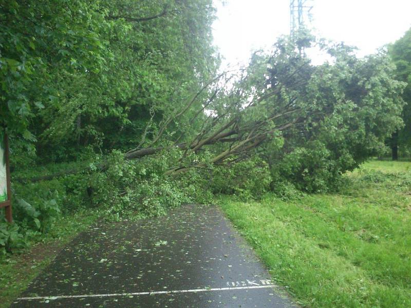 Spadlý strom na cyklostezce v Bezručově údolí.