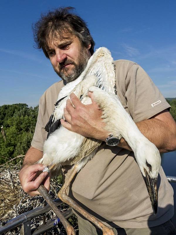 Ornitolog Petr Hora kroužkuje čápata přímo v hnízdě poblíž Kamenného rybníka v zooparku.