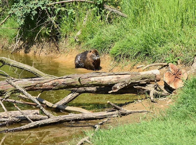 Cílem procházek bývá přírodní nádrž za Pesvicemi, ve které žijí nutrie.