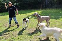 Majitelka a současně i „vychovatelka“ ve psí školce Hana Kaufmanová si se svěřenci nejen hraje, ale dokáže je i cvičit a zkrotit agresivní jedince.