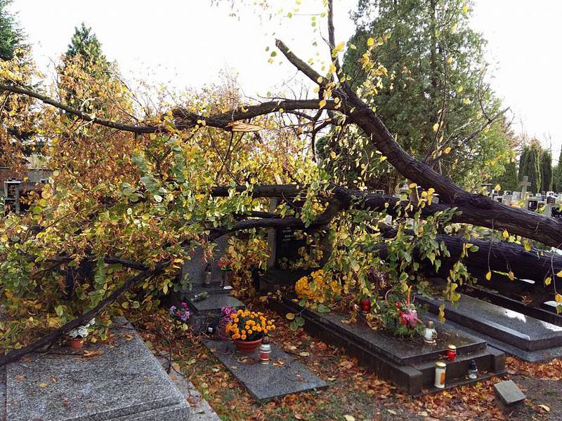 Spadlý strom na hřibtově v Chomutově