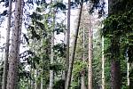 Stromy napadené kůrovcem není podle ekologů nutné kácet. Příroda si s broukem poradí lépe než člověk. Nebo ne? 